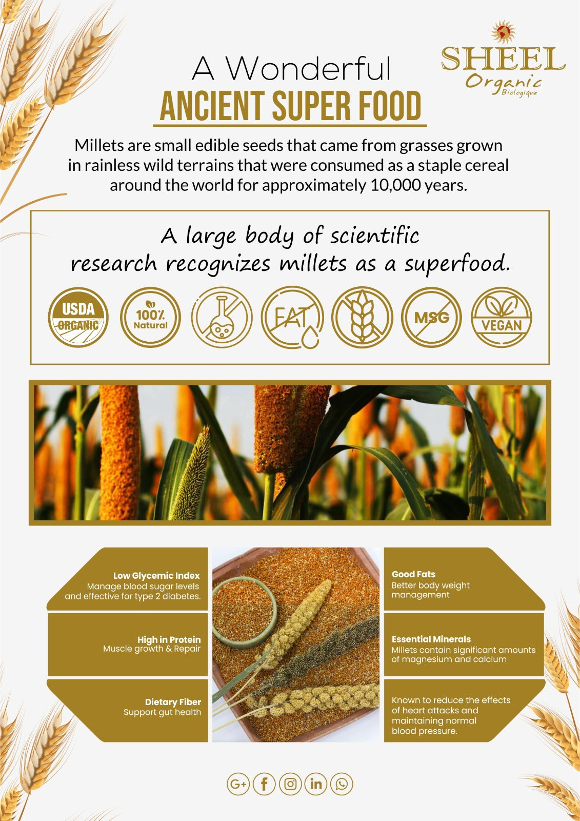 Organic Sorghum Millet - Jowar ~ Raw / Natural ~ Vegan ~ Unpolished (2 Lb / 907g)